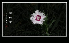 色彩艳丽的石竹花