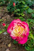 【镜头里】第1745号：微距花卉（八）