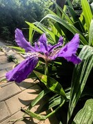 【镜头里】第1745号：微距花卉（八）