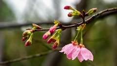 春暖花开樱花盛开