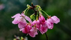 春暖花开樱花盛开