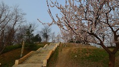 阳春三月看杏花