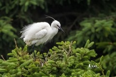 鹜岛里的白鹭（97）