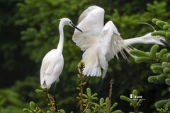 鹜岛里的白鹭（97）