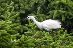 鹜岛里的白鹭（97）