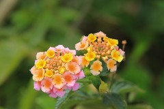 拍摄花卉一（1095）