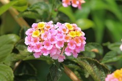 拍摄花卉一（1095）