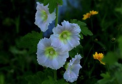 蜀葵花 (3)