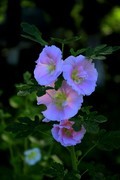 蜀葵花 (3)