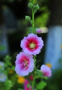 蜀葵花 (3)