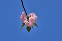2026花卉植物赏析———樱花【12】