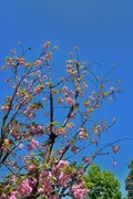2026花卉植物赏析———樱花【12】