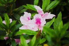 春花  (一）