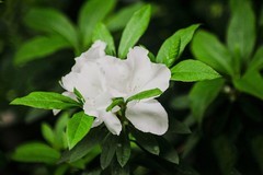 春花  (一）