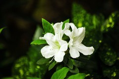 春花  (一）