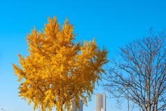 路上秋色—(续)