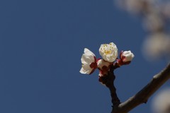 关东百花园（389）——杏花（2025）