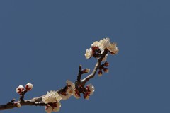 关东百花园（389）——杏花（2025）