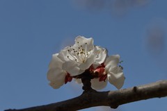 关东百花园（389）——杏花（2025）