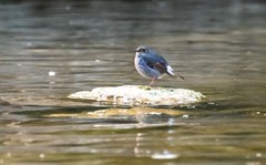 红尾水鸲（十四）