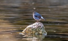 红尾水鸲（十四）