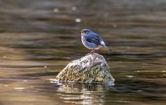 红尾水鸲（十四）