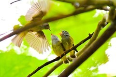 方尾鹟育雏