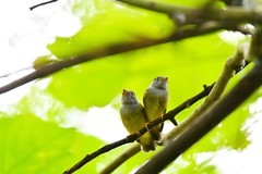 方尾鹟育雏
