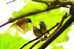 方尾鹟育雏