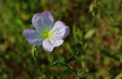 月见草花(2)
