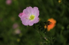 月见草花(2)
