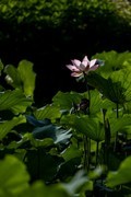 亚艺公园荷花-1