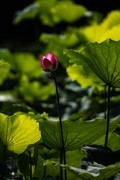 亚艺公园荷花-1