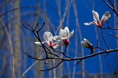 春花——玉兰