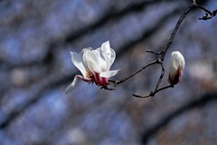 春花——玉兰