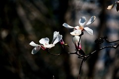 春花——玉兰