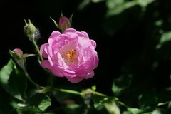 2026086 蔷微花