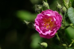 2026086 蔷微花