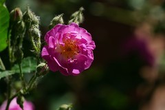 2026086 蔷微花