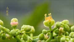 路边的小花----乌籢莓