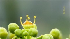 路边的小花----乌籢莓