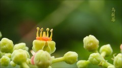 路边的小花----乌籢莓