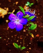 1056【不老松：二游海南纪实】临高长島兰湾的巴西野牡丹！