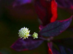 1055【不老松：二游海南纪实】临高长島兰湾的巴西莲子草！