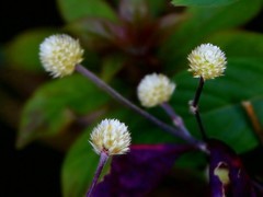 1055【不老松：二游海南纪实】临高长島兰湾的巴西莲子草！