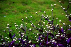 1055【不老松：二游海南纪实】临高长島兰湾的巴西莲子草！