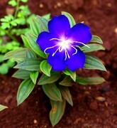 1056【不老松：二游海南纪实】临高长島兰湾的巴西野牡丹！