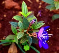 1056【不老松：二游海南纪实】临高长島兰湾的巴西野牡丹！