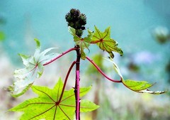 1057【不老松：二游海南纪实】临高长島兰湾的蓖麻子！比北方的鲜艳！