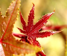 1057【不老松：二游海南纪实】临高长島兰湾的蓖麻子！比北方的鲜艳！